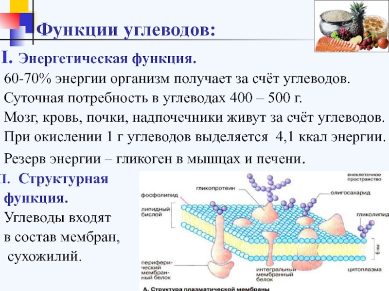 Энергетическая функция углеводов. Углеводы функция суточная потребность. Презентация на тему переваривание углеводов. Функции углеводов в мембране.