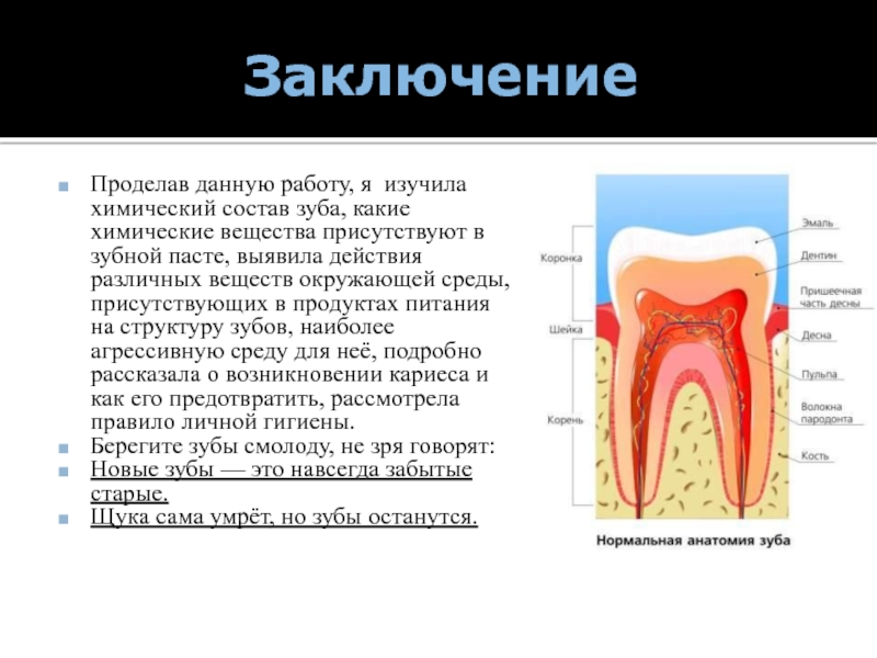 Состав зуба. Нормальная анатомия зуба. Химический состав зуба. Строение зуба вещества.