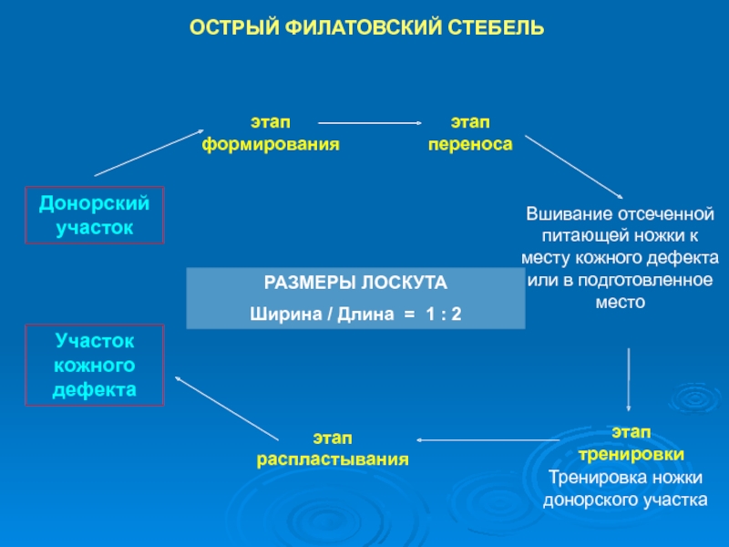 Филатовский стебель презентация