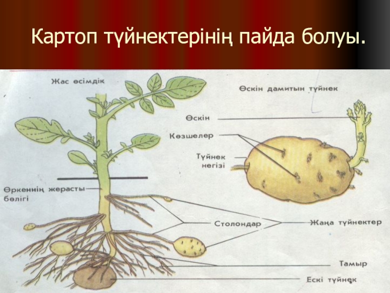 Проросшая картошка рисунок