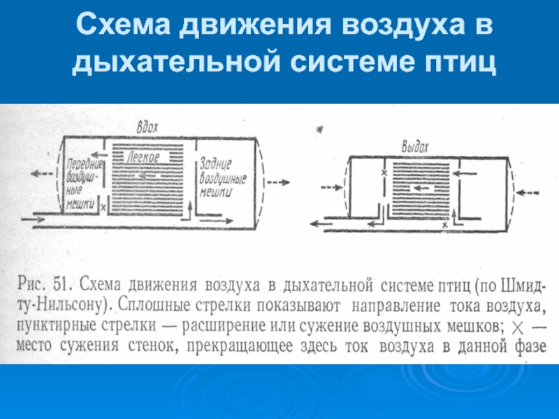 Схема движения воздуха в дыхательной системе птиц