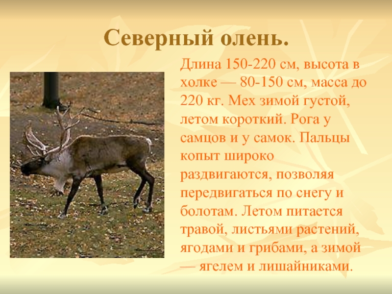 Северный олень.Длина 150-220 см, высота в холке — 80-150 см, масса до 220 кг. Мех зимой густой,