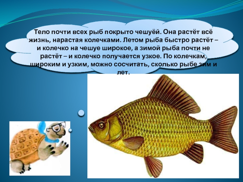 Тело рыбы. Тело рыб покрыто. Тело рыб покрыто чешуей. Тело почти всех рыб покрыто. Тело рыб покрыто чешуей и слизью.