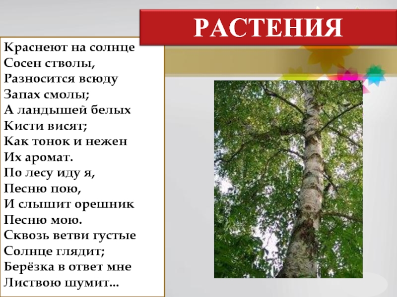 Душистой смолой пахнет бор у старой сосны. Пахнет смолистой сосной. Текст краснеют на солнце стволы сосен ,разносится всюду запах смолы. Медный ствол сосны порозовел на солнце. Все тонкий запах смолы по лесам.