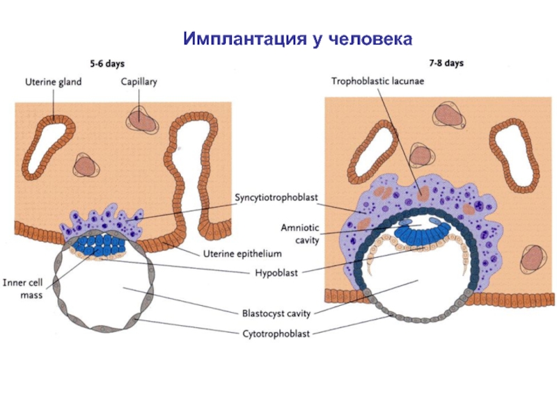 Имплантация эмбриона презентация