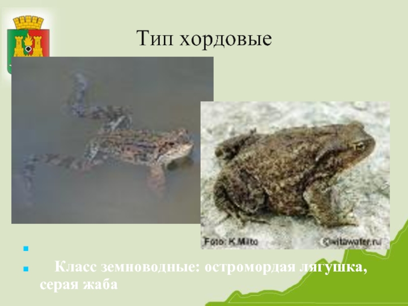 Тип хордовые   Класс земноводные: остромордая лягушка, серая жаба