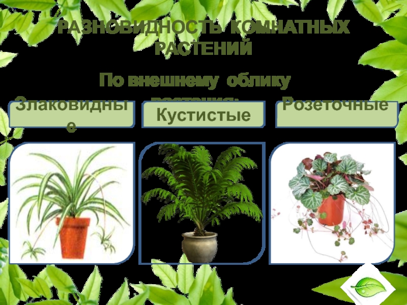 Разновидность комнатных растенийПо внешнему облику растения:ЗлаковидныеКустистыеРозеточные 
