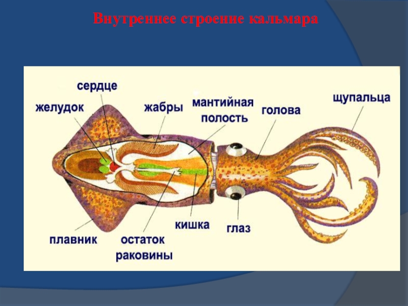 Раковина кальмара рисунок