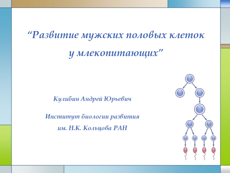 Презентация “ Развитие мужских половых клеток
у млекопитающих ”
Кулибин Андрей