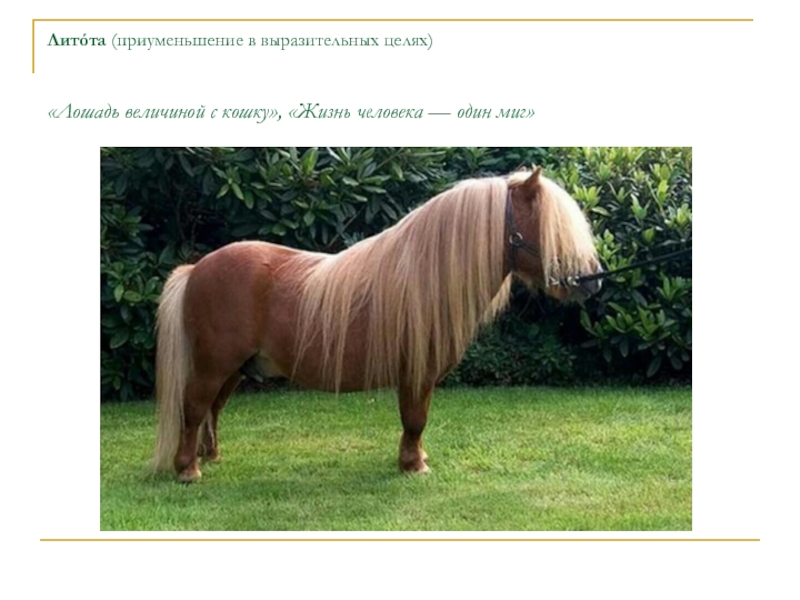Литóта (приуменьшение в выразительных целях) «Лошадь величиной с кошку», «Жизнь человека — один миг»