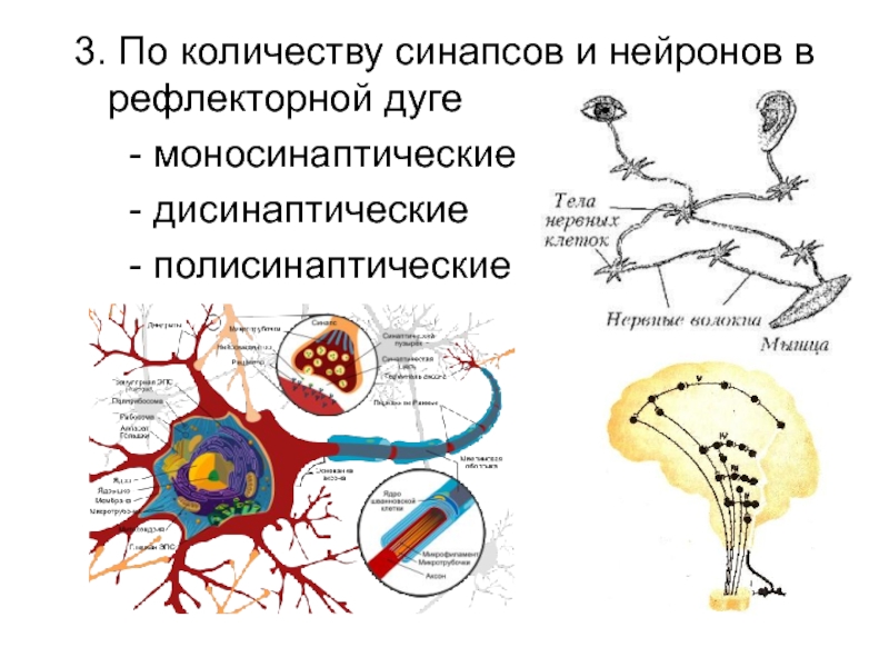 Число синапсов. Синапс в рефлекторной дуге. По количеству синапсов в рефлекторной дуге. Рефлекс рефлекторная дуга синапс. Моносинаптические и полисинаптические рефлексы.