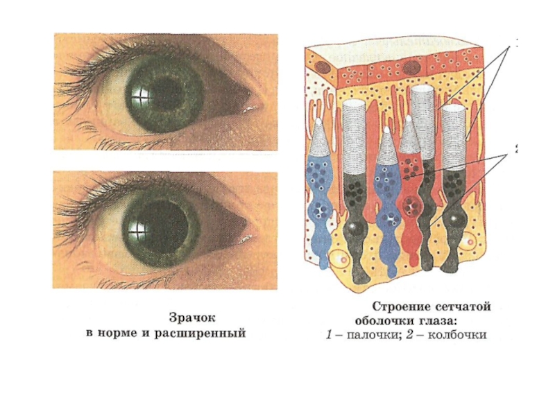 4 колбочки зрение. Колбочки глаза. Дополнительная колбочка сетчатки. В сетчатке глаза имеется палочек. Палочки глаза человека.