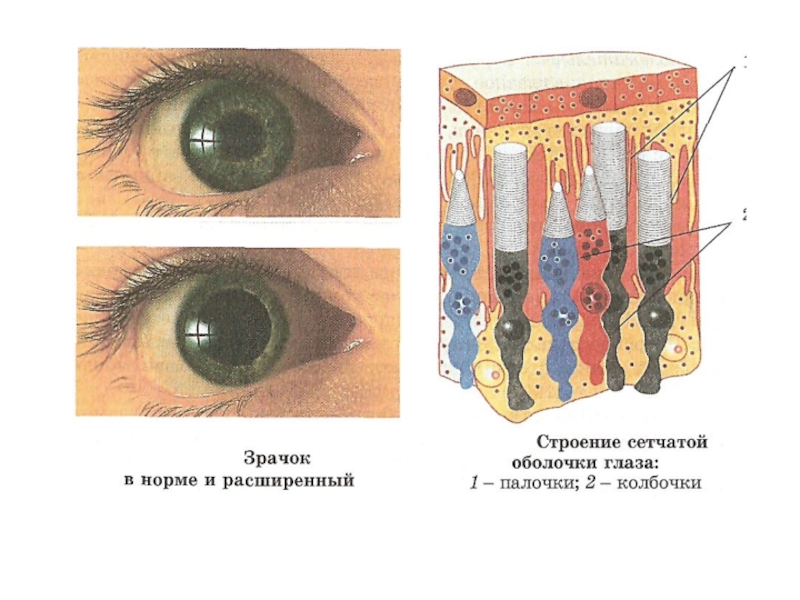 Палочки глаза. Дополнительная колбочка сетчатки глаз. Колбочки сетчатки глаза место нахождения. В сетчатке глаза имеется палочек. Палочки глаза человека.