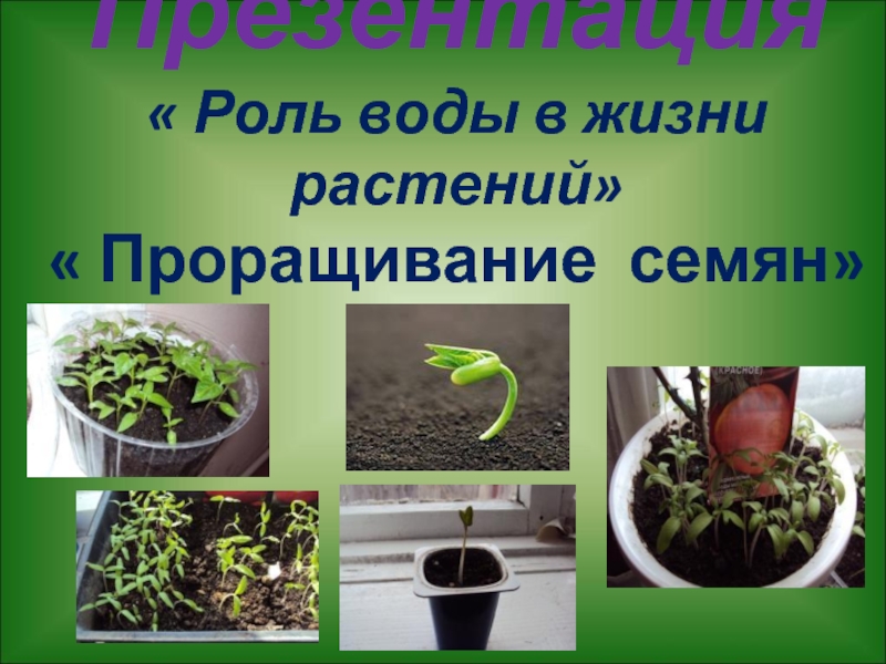  Роль воды в жизни растений» « Проращивание семян