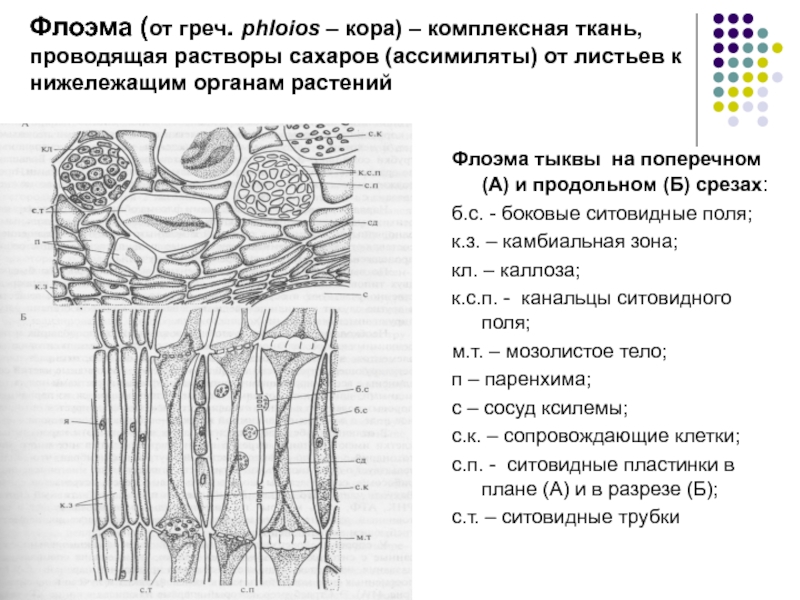Ситовидные элементы флоэмы. Флоэма ткани растений. Функции флоэмы у растений. Флоэма строение клетки. Флоэма тыквы.