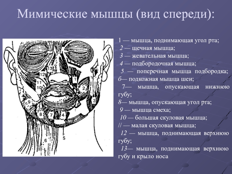 Мимические мышцы презентация