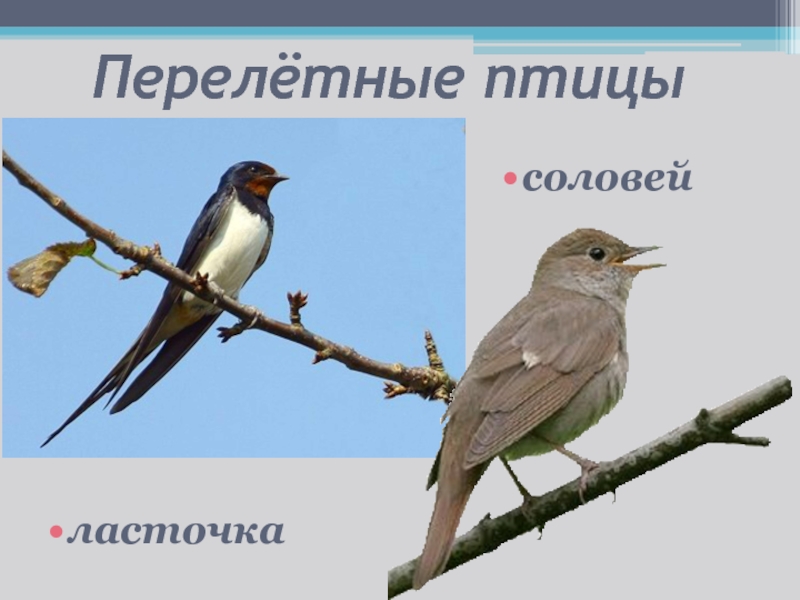 Ласточка перелетная. Соловей и скворец перелетные птицы. Ласточка и Соловей. Ласточка Перелетная птица. Соловей Перелетная.