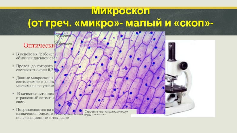 Презентация 5 класс микроскоп