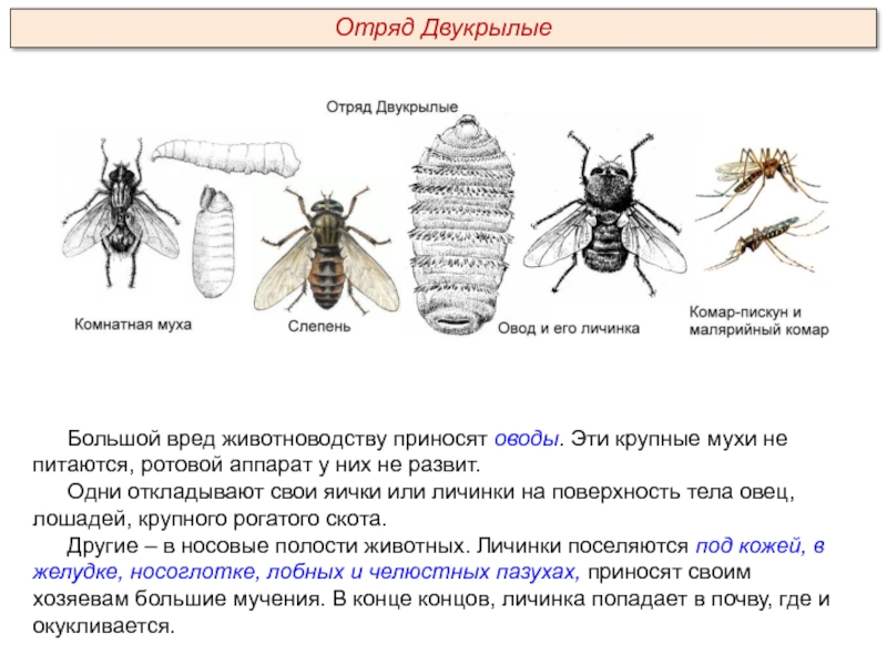 Большой вред животноводству приносят оводы. Эти крупные мухи не питаются, ротовой аппарат у них не развит.Одни откладывают