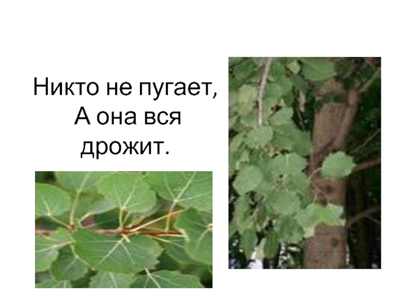 Никем не пуганный. Никто ее не пугает а вся дрожит. Загадка никто не пугает а вся дрожит. Никто не пугает а она дрожит. Никто её не пугает а она вся дрожит.