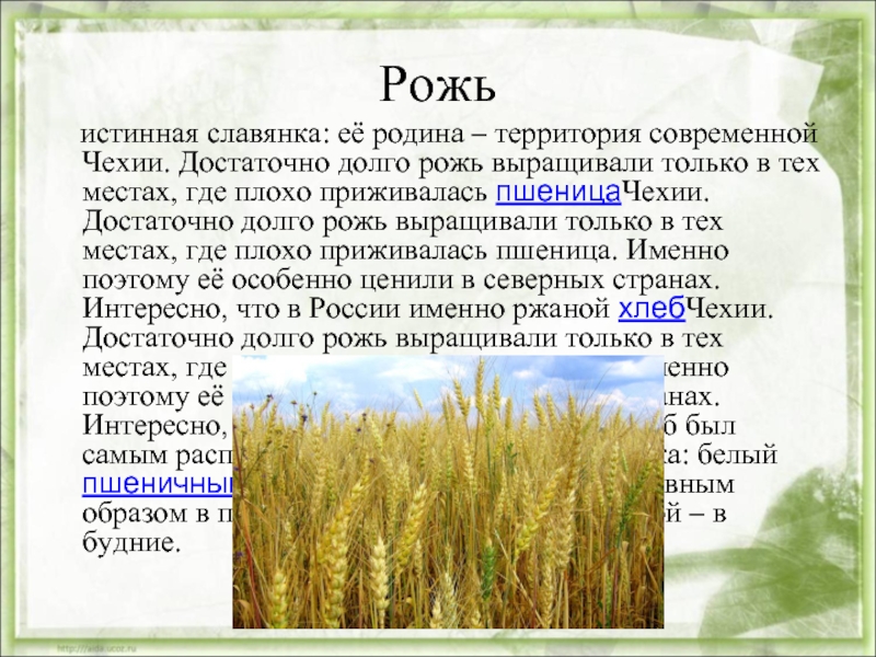 Рожь словосочетание. Рожь описание. Сообщение на тему рожь. Рассказ про рожь. Рожь описание растения.