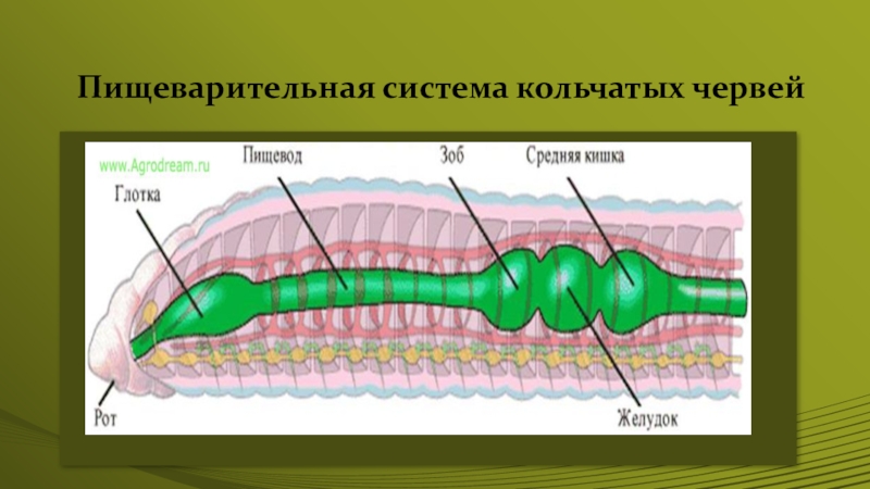 Пищеварительная система органов кольчатых червей. Строение пищеварительной системы кольчатых червей. Система пищеварения дождевого червя. Система органов кольчатого червя. Пищеварительная система дождевого червя.
