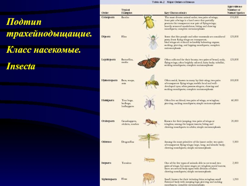 Биология тест класс насекомые. Насекомые Подтип,класс. Подтип, к которому относится класс насекомые. Тип Членистоногие класс насекомые тест. Арахноэнтомология таблица.