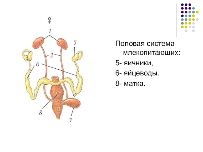 Выделительная система млекопитающих рисунок