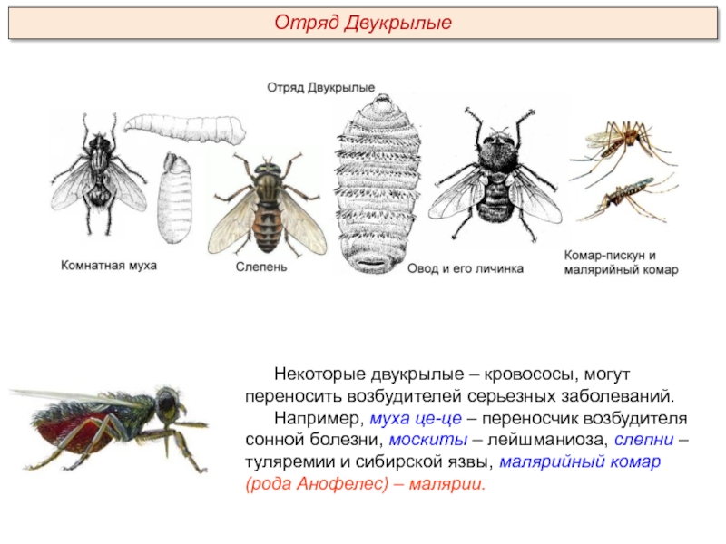 Насекомые переносчики заболеваний человека проект