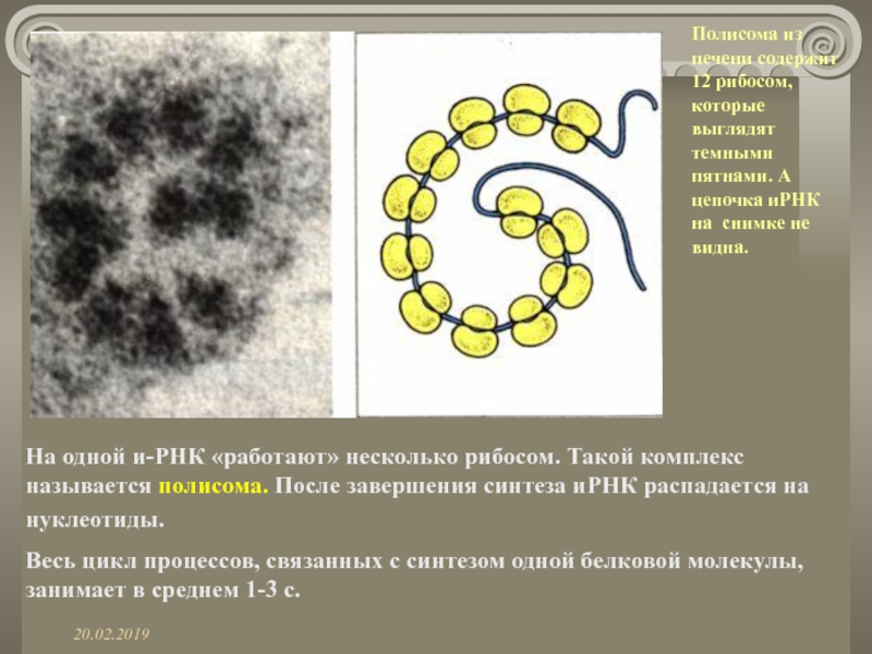 На одной и-РНК «работают» несколько рибосом. Такой комплекс называется полисома. После завершения синтеза иРНК распадается на нуклеотиды.