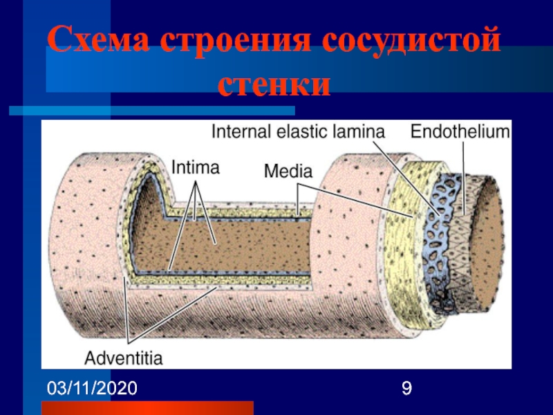 Общий план строения сосудов