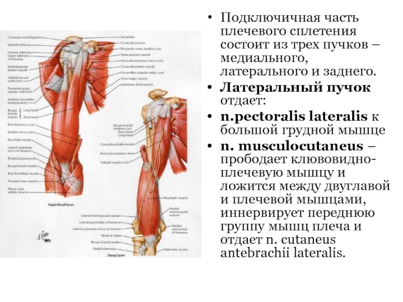 Подключичная часть плечевого сплетения состоит из трех пучков – медиального, латерального и заднего.Латеральный пучок отдает:n.pectoralis lateralis к