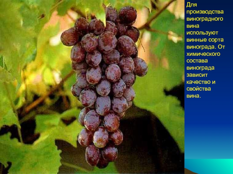 Винные сорта винограда описание сорта фото