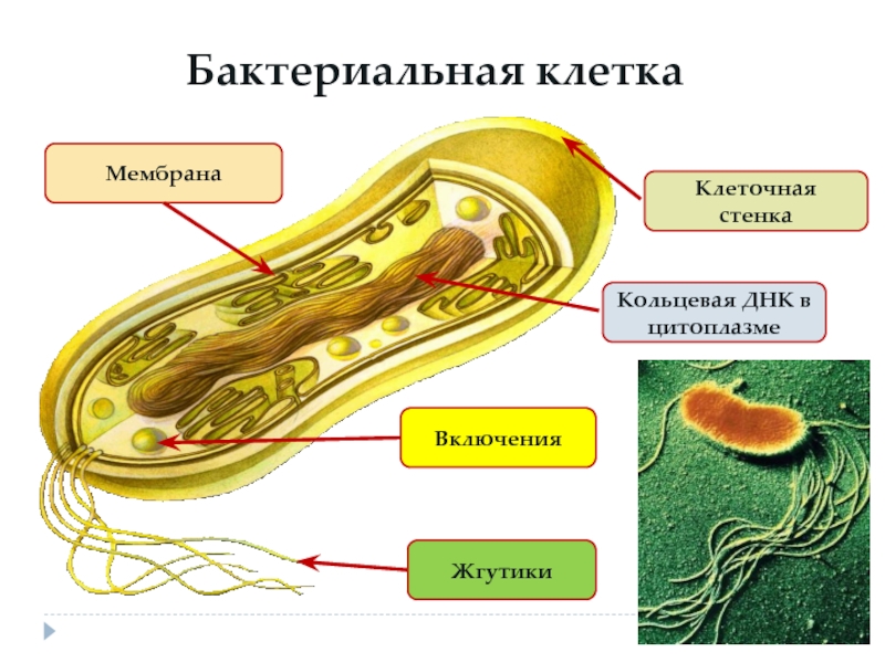 Клетка бактерии клеточная стенка. Клеточная мембрана у клетки бактерий. Оболочка бактериальной клетки. Строение бактерии выросты мембраны. Клеточная оболочка бактериальной клетки.