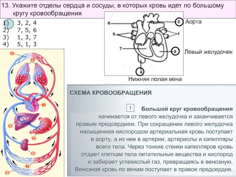 Укажите отделы. Отделы сердца в которых кровь идёт по большому кругу кровообращения. Отделы сердца и сосуды. Укажите отделы сердца. Сосуды и отделы большого круга кровообращения.