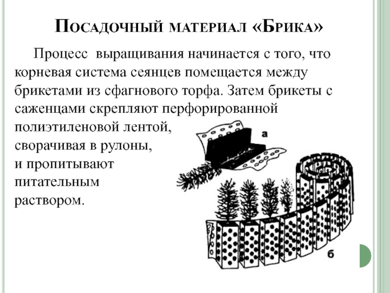 Лесные питомники презентация