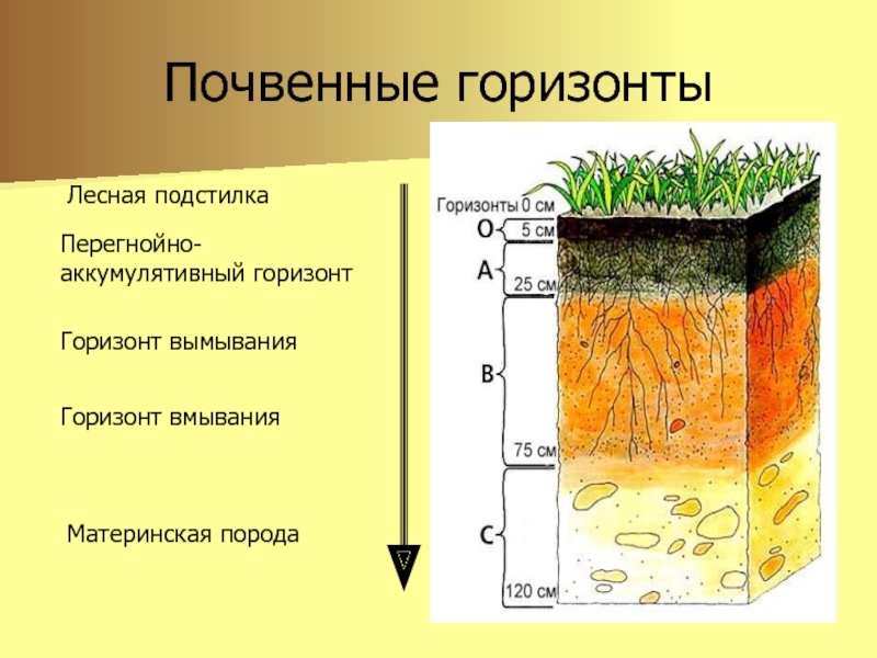 Какой из почвенных горизонтов обозначен на схеме оранжевым цветом