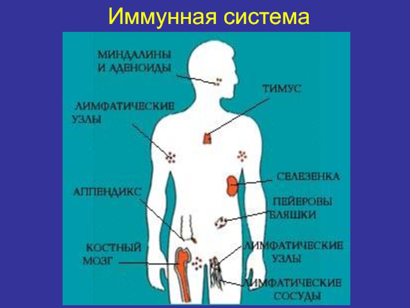 Органы иммунной системы фото