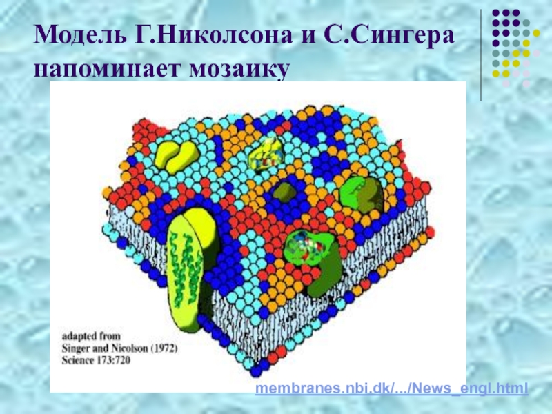 Жидкая мозаика. Модель мембраны Сингера Николсона. Мозаичная модель Сингера Николсона. Сингер и Николсон жидкостно мозаичная. Жидкостно-мозаичная модель Сингера-.