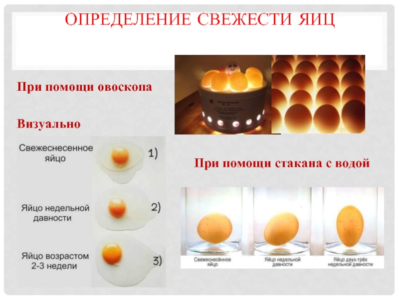 Реферат: Яйца и яйцепродукты, характеристика