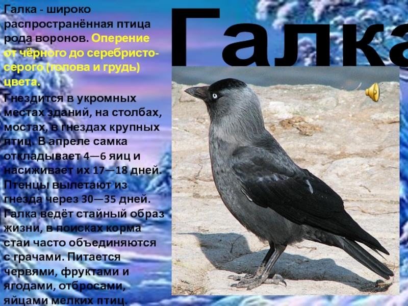 ГалкаГалка - широко распространённая птица рода воронов. Оперение от чёрного до серебристо-серого (голова и грудь) цвета. Гнездится в