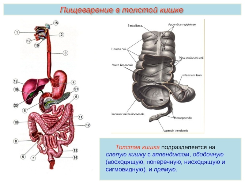 Аппендикс система органов. Слепая кишка анатомия строение. Слепая кишка с аппендиксом функции. Толстая кишка строение и функции.