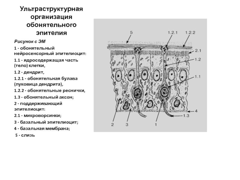 Схема обонятельного эпителия