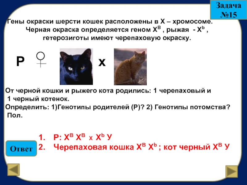 Гены кошек. Гены окраски шерсти кошек расположены в х-хромосоме черная. Гены окраски шерсти кошек. Гены окраски шерсти кошек расположены в х-хромосоме. У кошек ген черной окраски.