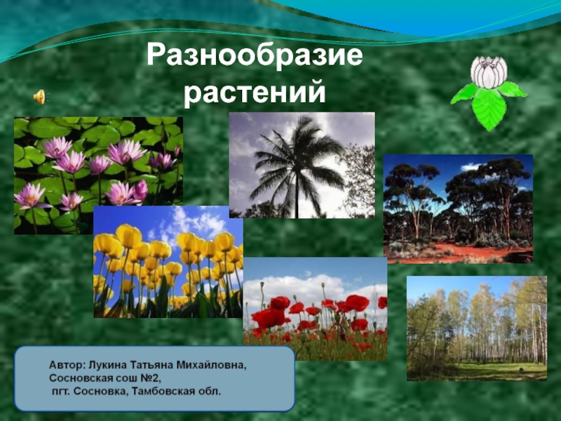 Как сохранить разнообразие растений. Разнообразие растений. Биоразнообразие растений. Многообразие растений на земле.