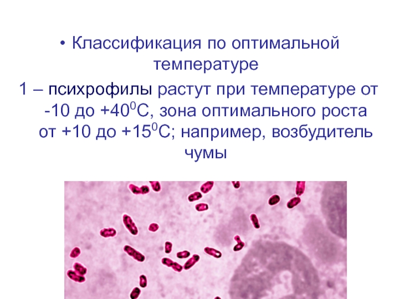 Экология микроорганизмов презентация