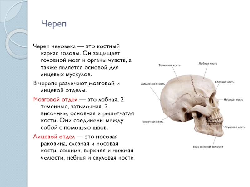 Головной мозг череп человека строение и функции. Головной костный и мо8г. Кости черепа. В кости есть мозг