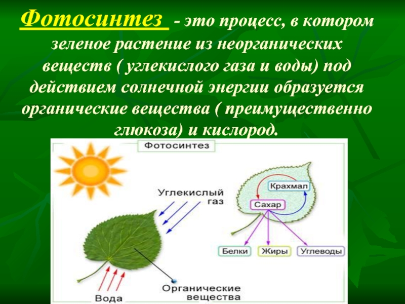 Фотосинтез - это процесс, в котором зеленое растение из неорганических веществ ( углекислого газа и воды) под