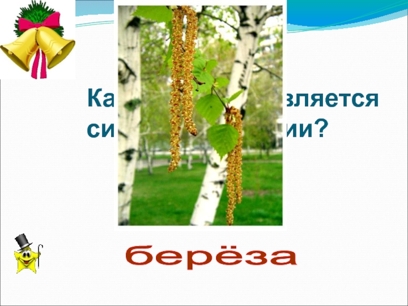 Какие деревья являются символом. Какое дерево является символом России. Берёза символ России картинки. Какое дерево является символом Кубани. Какое дерево является символом Брянска.