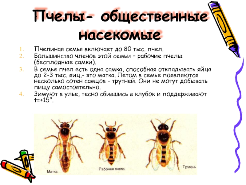 Общественные насекомые пчелы и муравьи презентация